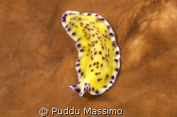 yellow warm,nikon d2x 60mm macro by Puddu Massimo 
